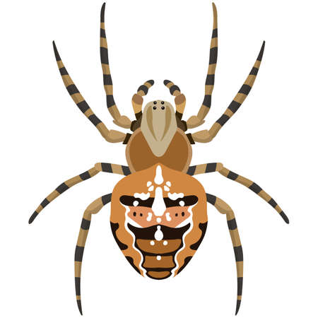 Vector spider araneus diadematus illustration isolated on whiteのイラスト素材