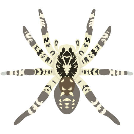 Vector spider lycosa singoriensis illustration isolated on whiteのイラスト素材