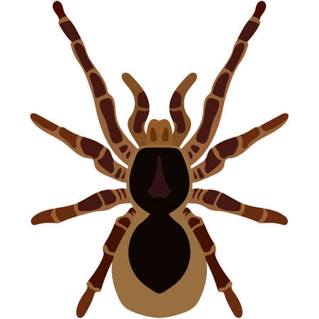 Vector spider theraphosa blondi illustration isolated on whiteのイラスト素材