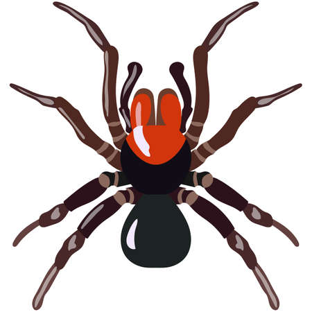 Vector spider exotic missulena species illustration on whiteのイラスト素材
