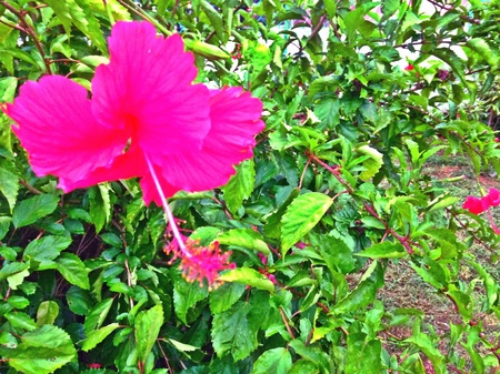 A hibiscus flowerの素材