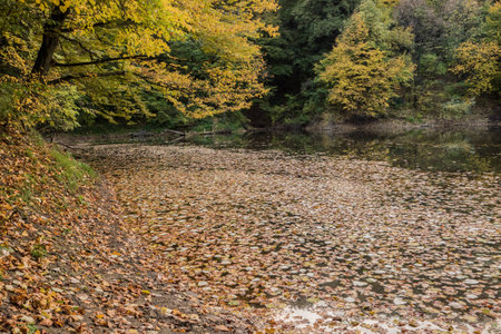 Pond covered in autumn leavesの写真素材