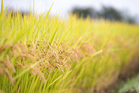 ripe autumn rice farmed in Koreaの写真素材