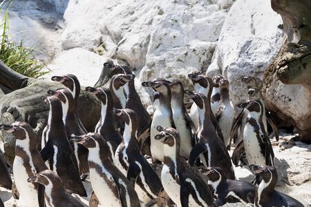 Group of penguins standing on rocksの写真素材