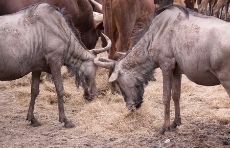 Gnus eating dried grassの写真素材