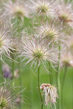 Mountain pasqueflower on a meadow