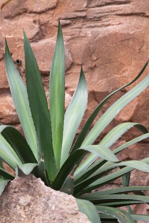 Agave on a rockの写真素材