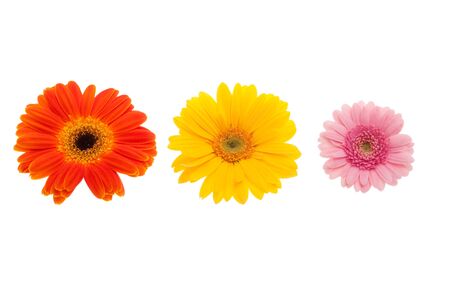 Various Gerber daisy in front of white backgroundの写真素材