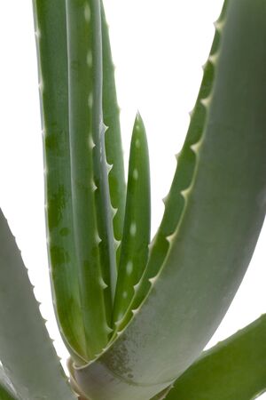 Detail of an aloe vera plantの写真素材