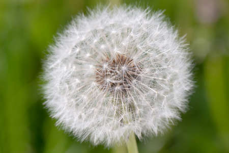 Close up of dandelionの写真素材