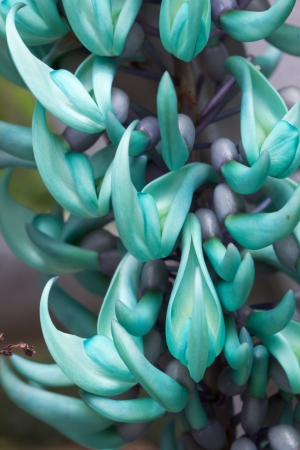 Jade vine bloom in turquoise; Strongylodon macrobotrysの写真素材