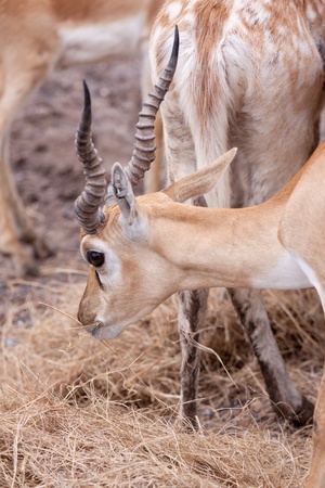 Closeup of an impala antelope eating grassの写真素材