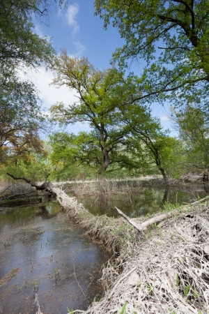 Flooded natural forest with rotting woodの写真素材