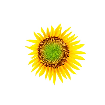 Sunflower isolated on white background with clipping pathの写真素材