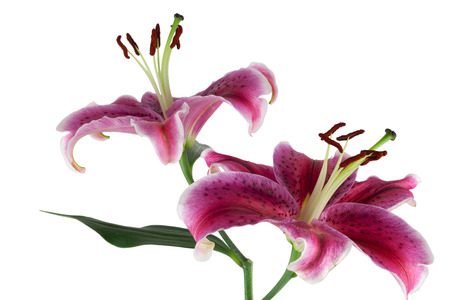 Red lilies isolated against white backgroundの写真素材