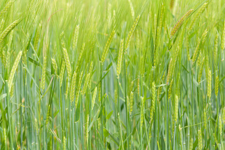 Close up of green wheat field in spring timeの写真素材