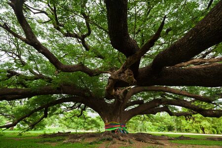 Giant mimosa tree in Kanchanaburi; Thailand