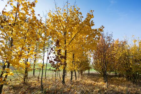 Forest with colorful leaves in autumnの写真素材