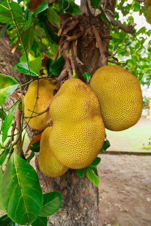 Closeup of ripe Jackfruit on a tree in Thailandの写真素材