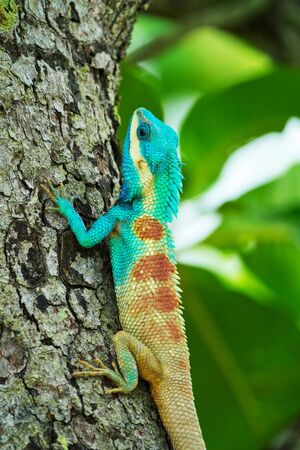 Closeup of a blue lizard on a tree in Thailand; Calotes Mystaceusの写真素材