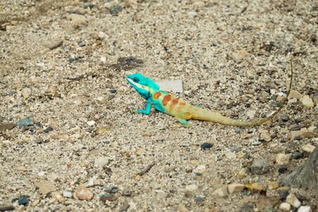Blue lizard on the ground in Thailand; Calotes Mystaceusの写真素材