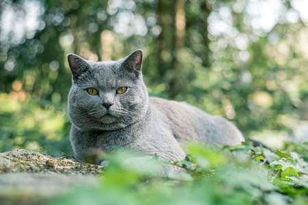 A beautiful gray cat is lying relaxed on a forest pathの写真素材