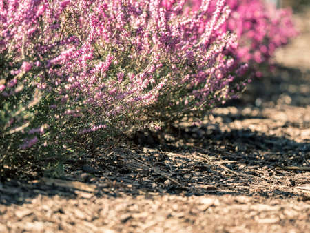 Bright purple lavender bushes by the roadside