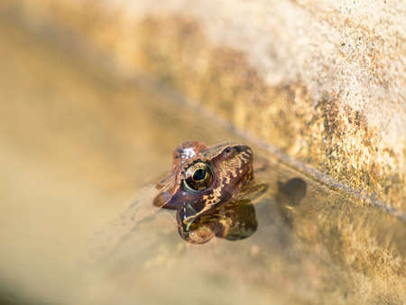 A toad swims in a body of water