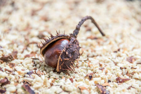 Decoration chestnuts on homemade chestnut washの写真素材