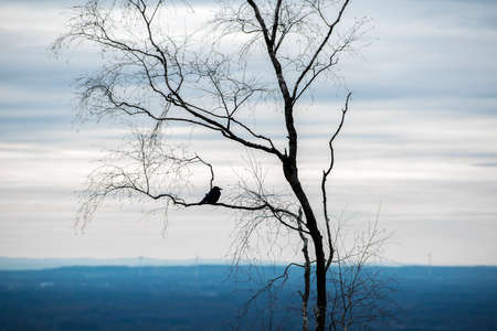 A bird on a leftover tree on a hilltop at Hermannsweg in Bielefeldの写真素材
