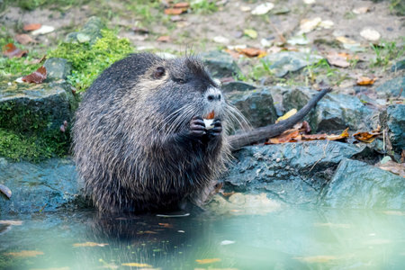 A swamp beaver feeding at Olderdissen Zoo in Bielefeld, Germany