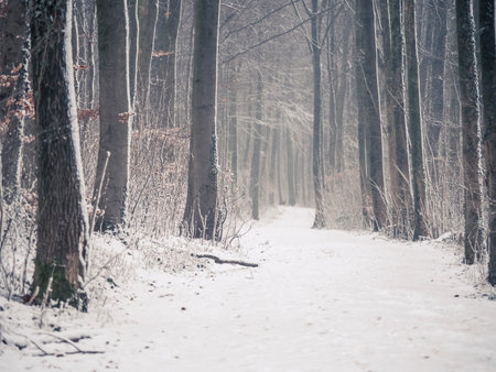A snow covered hiking trail in the dense forestの写真素材