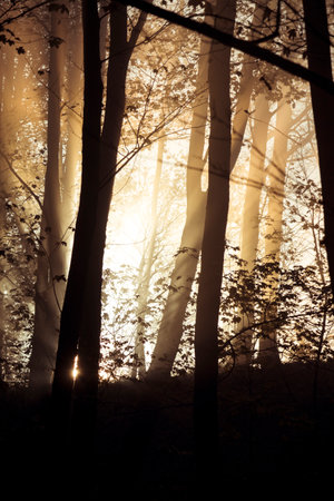Fantastic sunrise sends sun rays through the tree trunksの写真素材