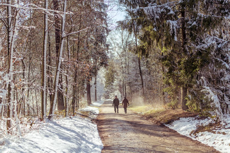 People enjoying the snow and winter sun while walking under big trees in the forestの写真素材