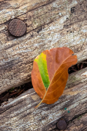 An unusual brown leaf, still green only in one section, has fallen from the tree.の写真素材