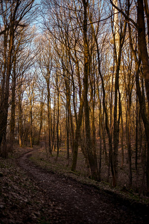 On a hiking trail you can see the shadowy outline of the Bielefeld television tower through the bare...