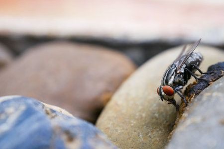 Close up of fly bug