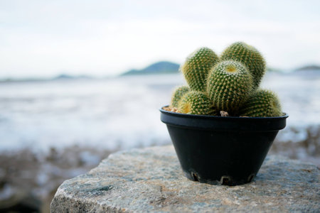 Cactus on the rock with beach backgroundの写真素材