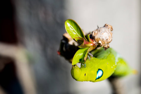 A Caterpillar Daphnis Nerii Eating leaf Close up 3の写真素材