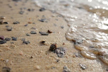 hermit crab on the beachの写真素材
