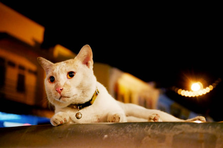 Cute Street Cat sit on the car's roofの写真素材