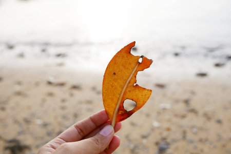 Dry leaf in hand with beach backgroundの写真素材