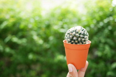 Cactus pot with leaves backgroundの写真素材