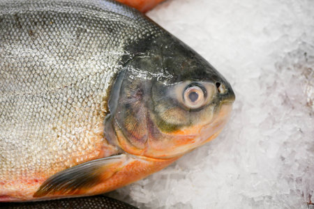 Frozen fish in supermarketの写真素材