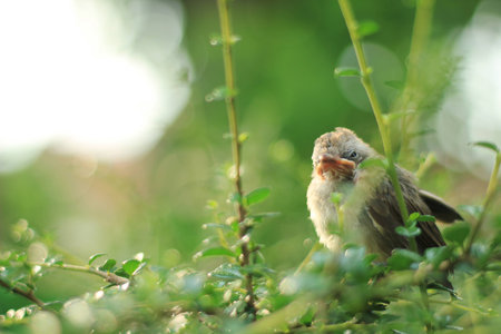 Baby Sparrow on the treeの写真素材