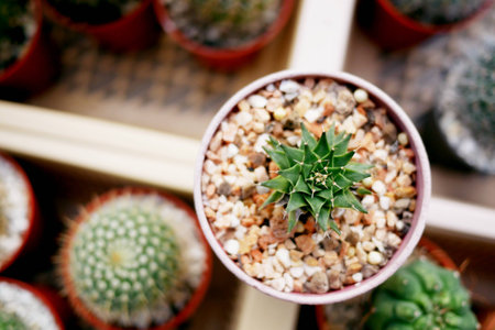 Cactus in the gardenの写真素材