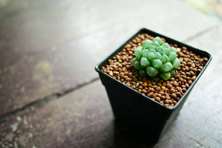 Haworthia Cooperiの写真素材