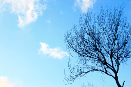 Clear sky with tree shadowの写真素材