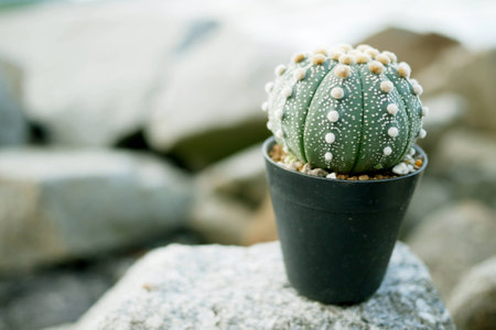 Small cactus on the rock