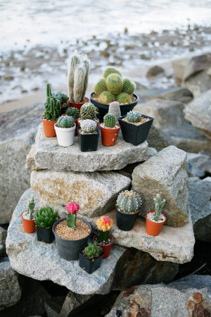Every types of cactus on the rock with beach backgroundの写真素材